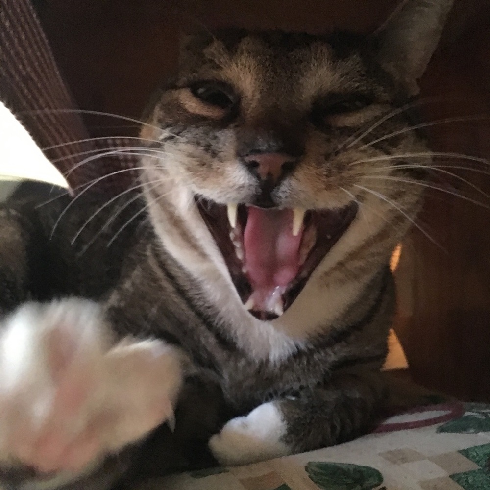 Good Morning Poshers❤️